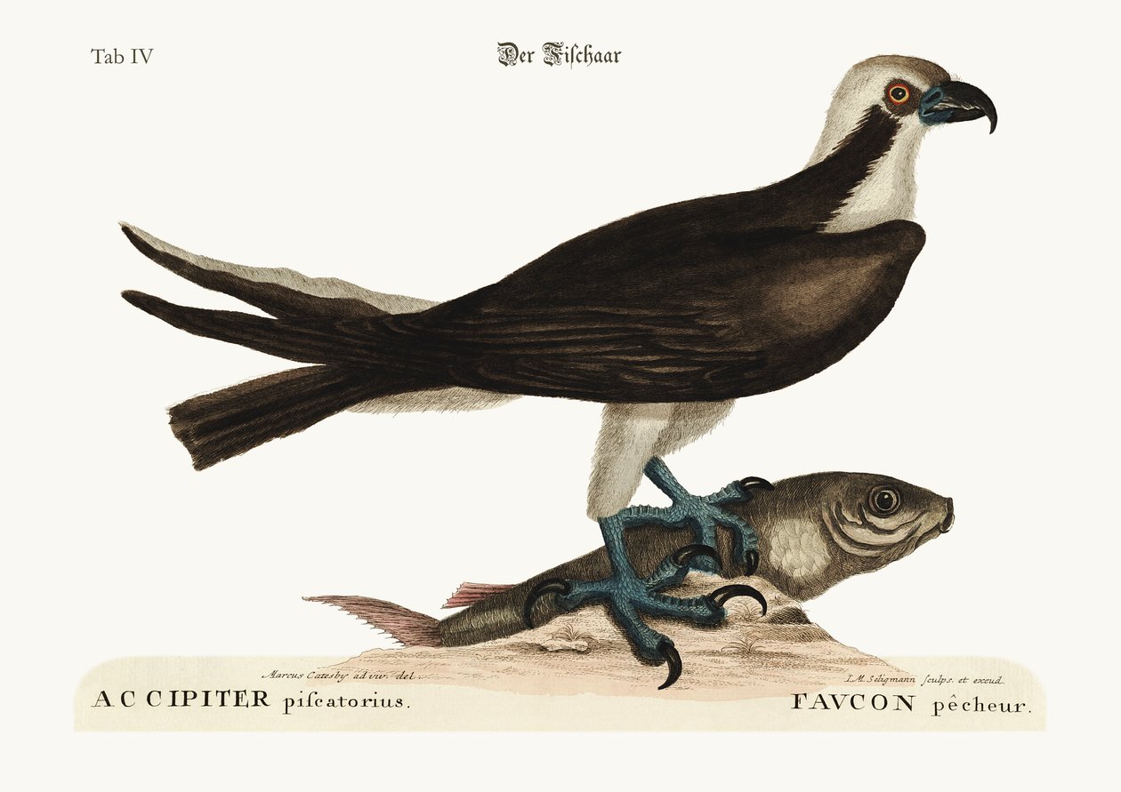 A halászó Sólyom, 1749-73 alkotó: Mark Catesby