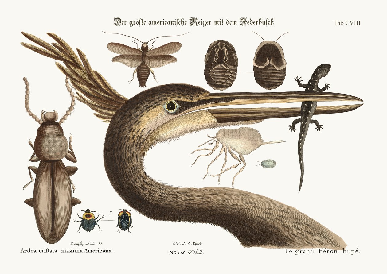 A legnagyobb tarajos gém, 1749-73 alkotó: Mark Catesby