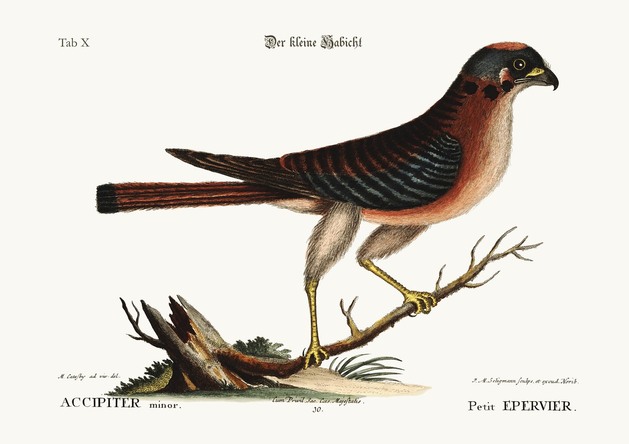 A kis sólyom, 1749-73 alkotó: Mark Catesby
