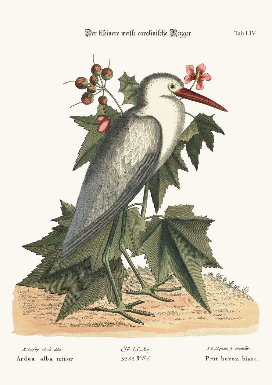A kis fehér gém, 1749-73 alkotó: Mark Catesby