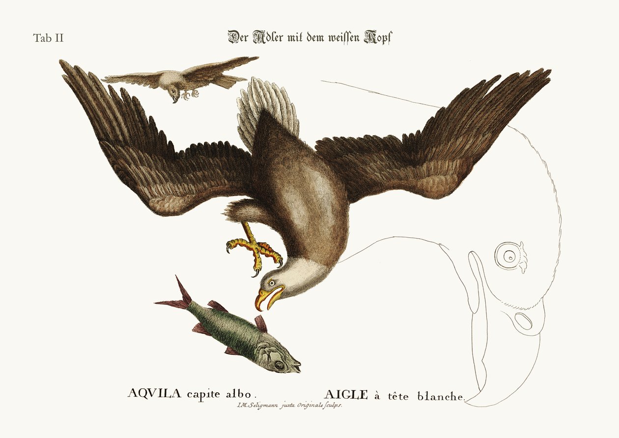 A fehérfejű sas, 1749-73 alkotó: Mark Catesby