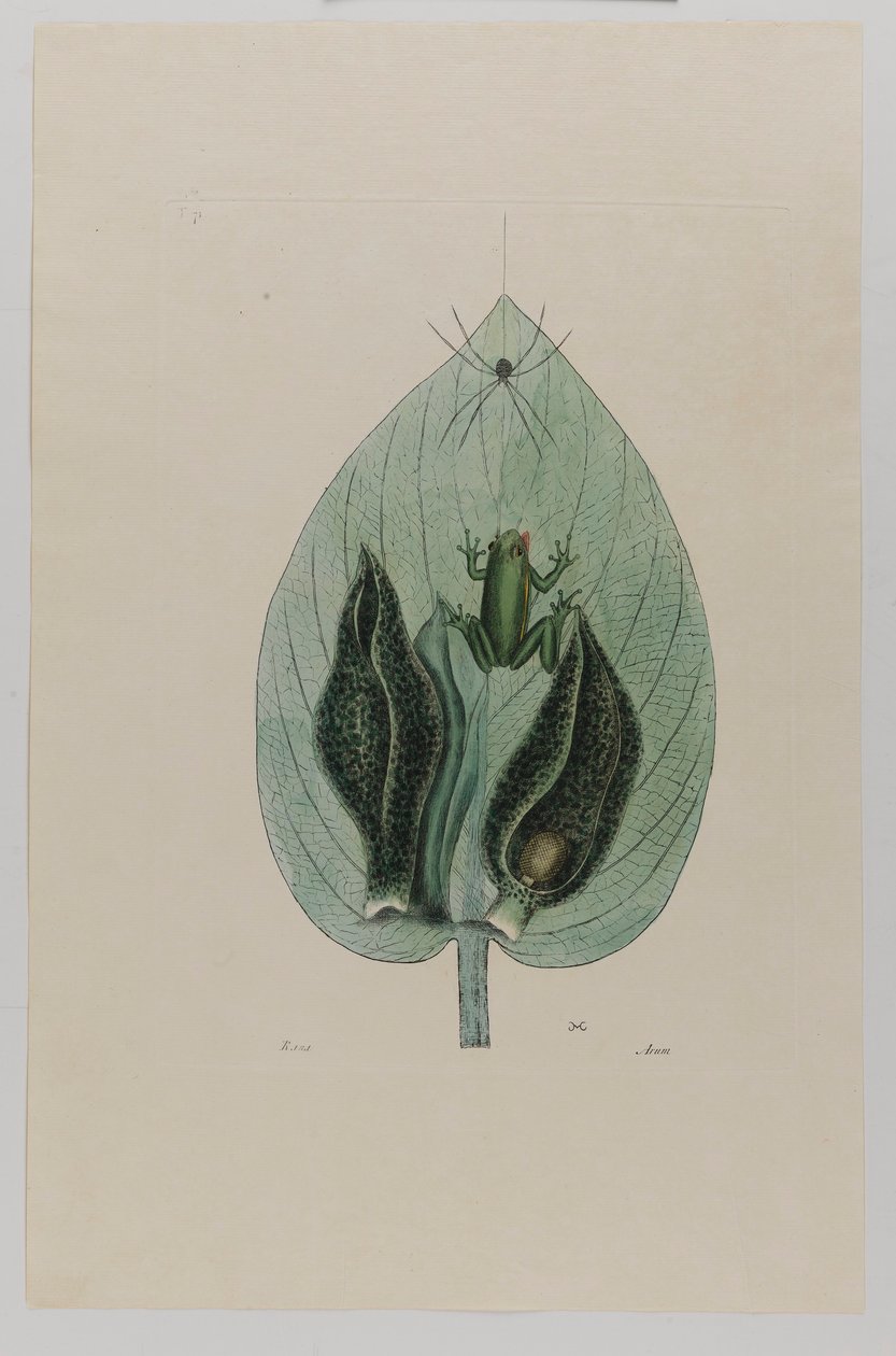 Fa béka alkotó: Mark Catesby