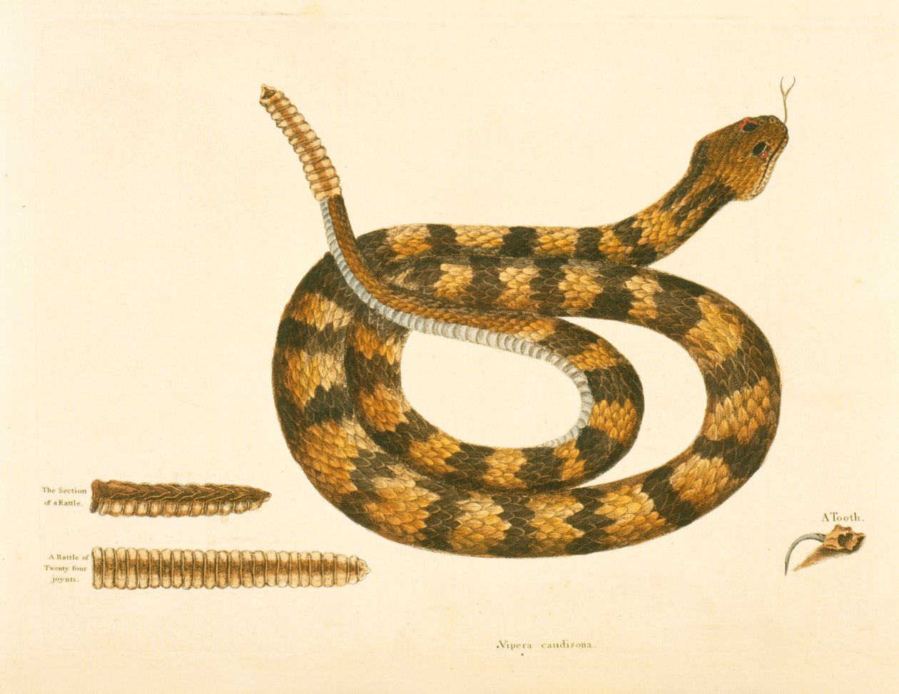 Viper Caudison Snake, Rattlesnake, plate 41, vol. 1, „Karolina, Florida és a Bahamák természettörténete” alkotó: Mark Catesby