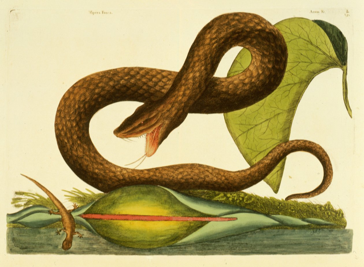 Viper Fusca, tábla 45, vol. 1, a "Karolina, Florida és a Bahamák természettörténete" c. alkotó: Mark Catesby