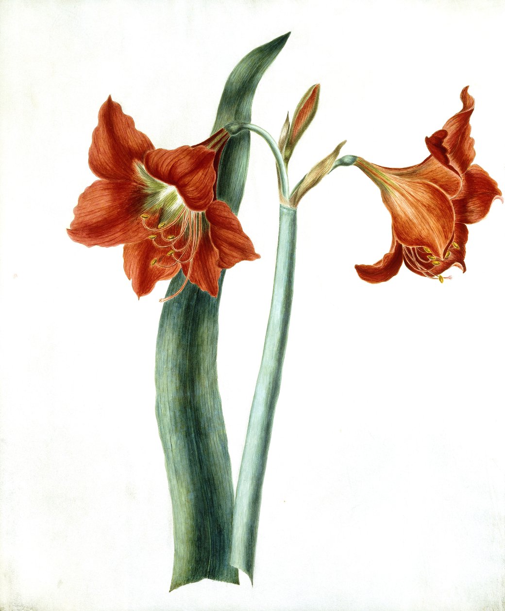 Amaryllis, 1790 körül alkotó: Martha Tuthill