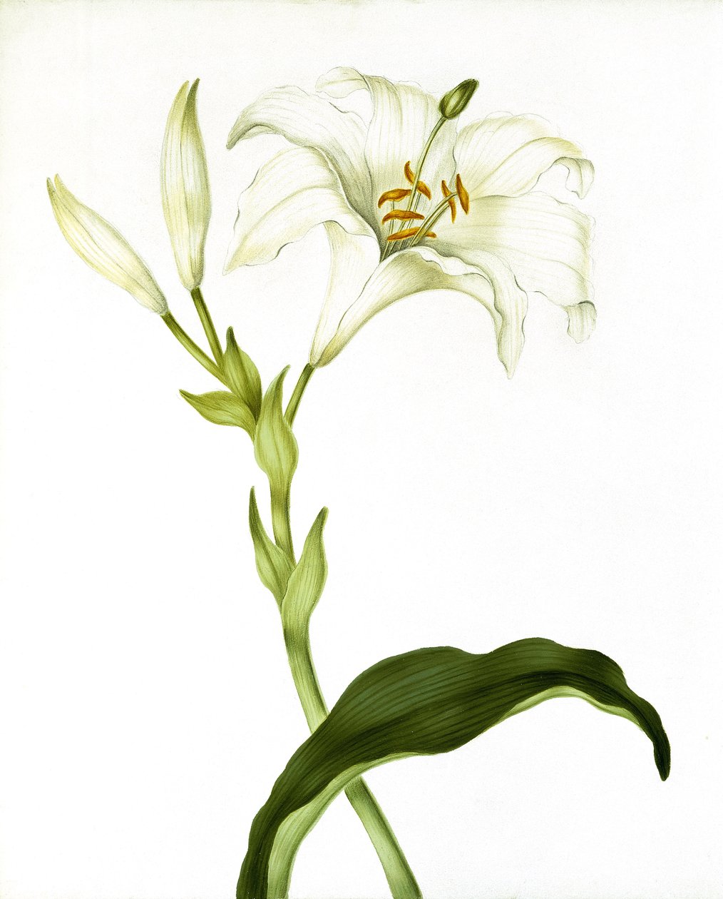 Liliom, 1790 körül alkotó: Martha Tuthill