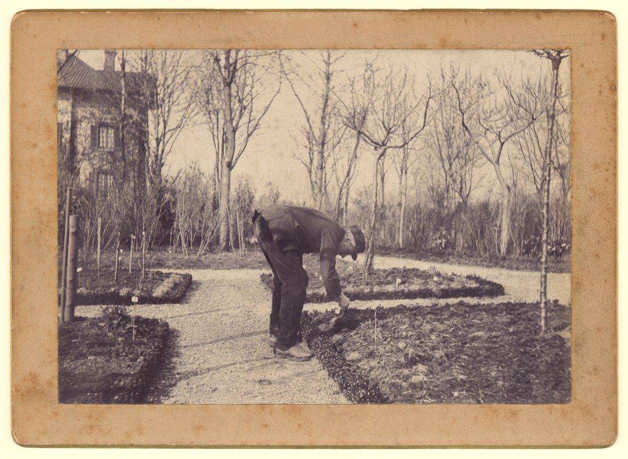 Gustave Caillebotte (1848-94) kertészkedés a Petit Gennevilliersnél, 1892. február (bw fotó) alkotó: Martial Caillebotte