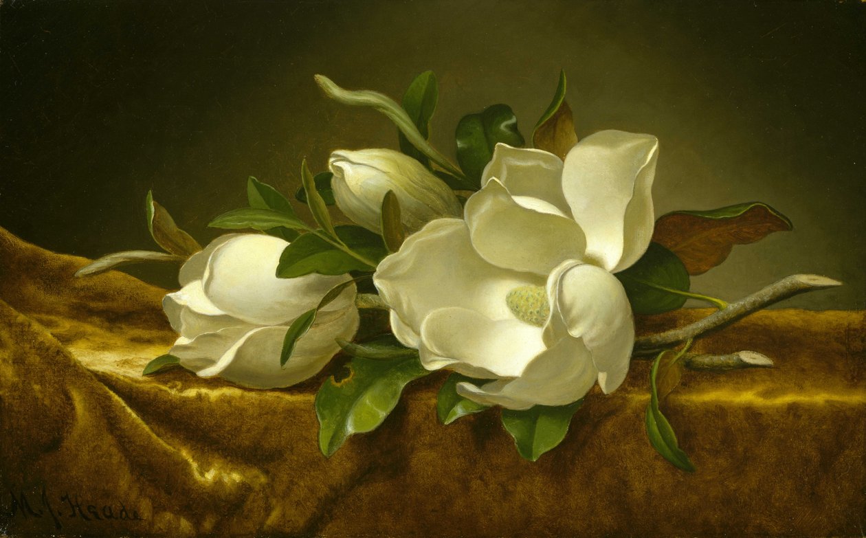 Magnóliák arany bársonyszöveten alkotó: Martin Johnson Heade