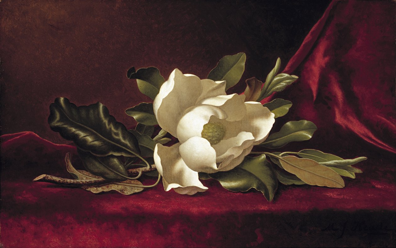 Magnóliavirág, 1888 alkotó: Martin Johnson Heade