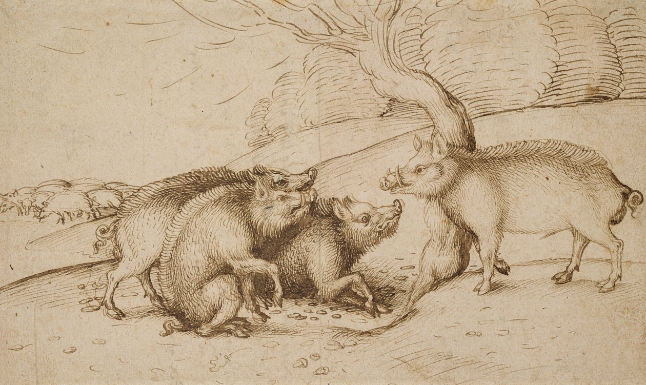 The Boar Family (toll és tinta fehér papíron) alkotó: Martin Schongauer