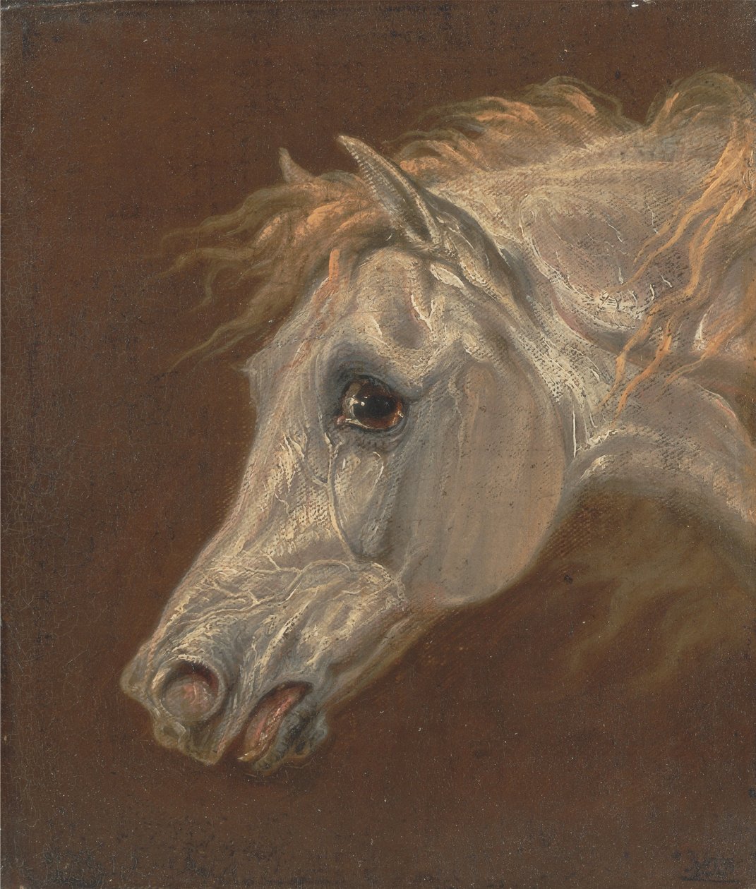 Egy szürke arab ló feje alkotó: Martin Theodore Ward