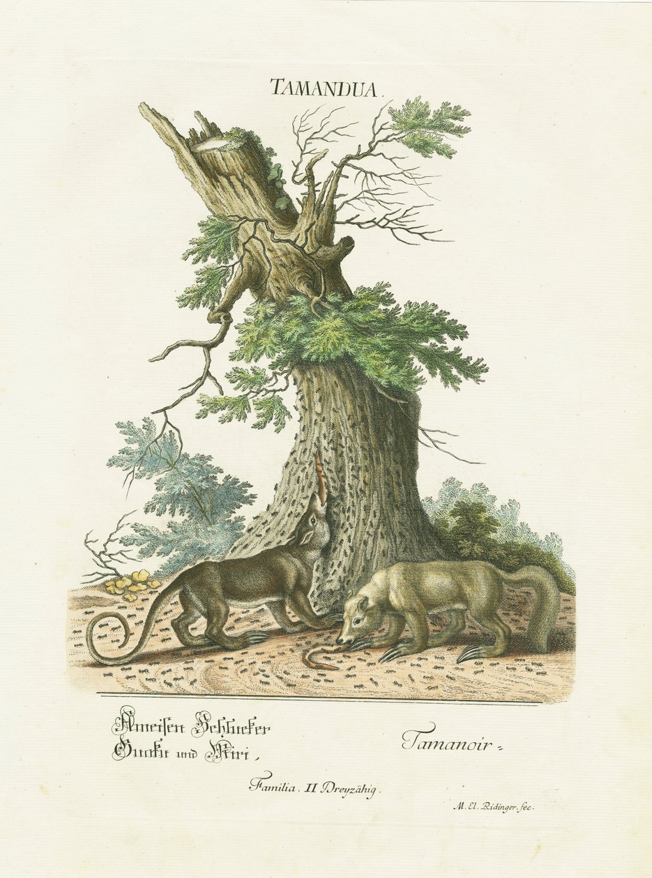 Kis hangyászsünök a fa alatt alkotó: Martin Elias Ridinger