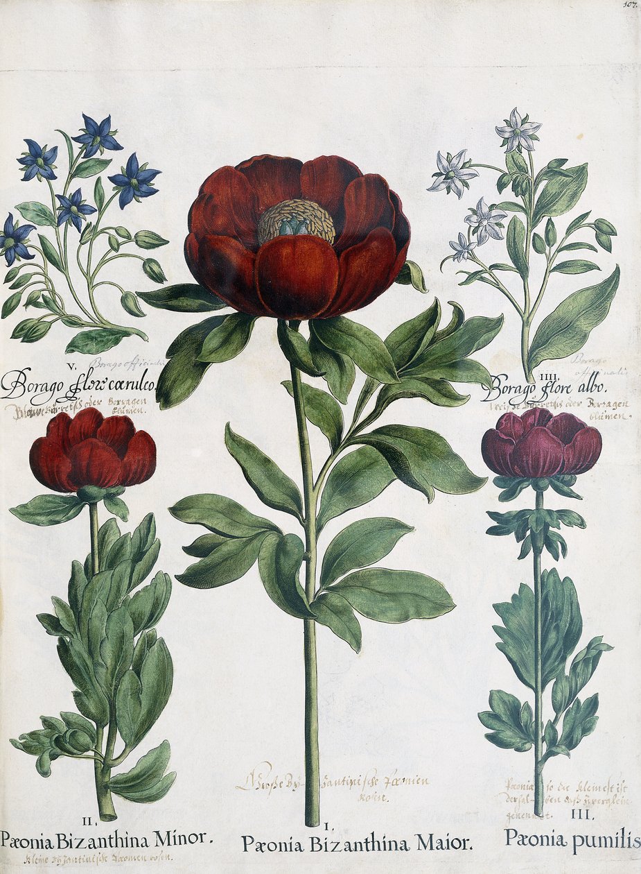 Háromféle pünkösdi rózsa, 1613 alkotó: Martin I Mytens