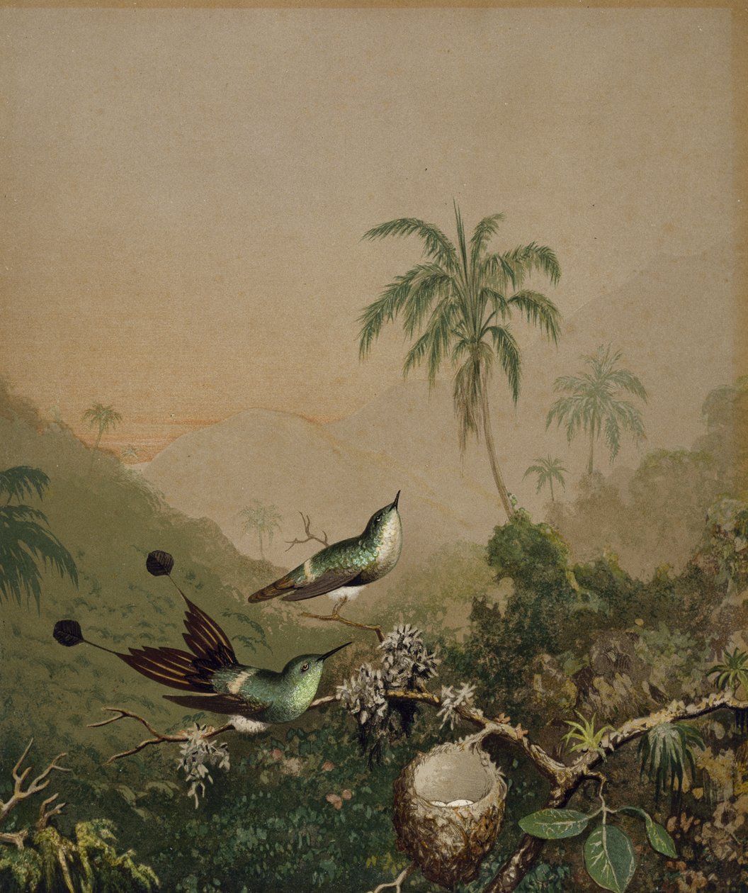 Brazil kolibri II, c. 1864-1865 (kromolitográfia kézzel felvitt olajfestékkel, papíron) alkotó: Martin Johnson Heade