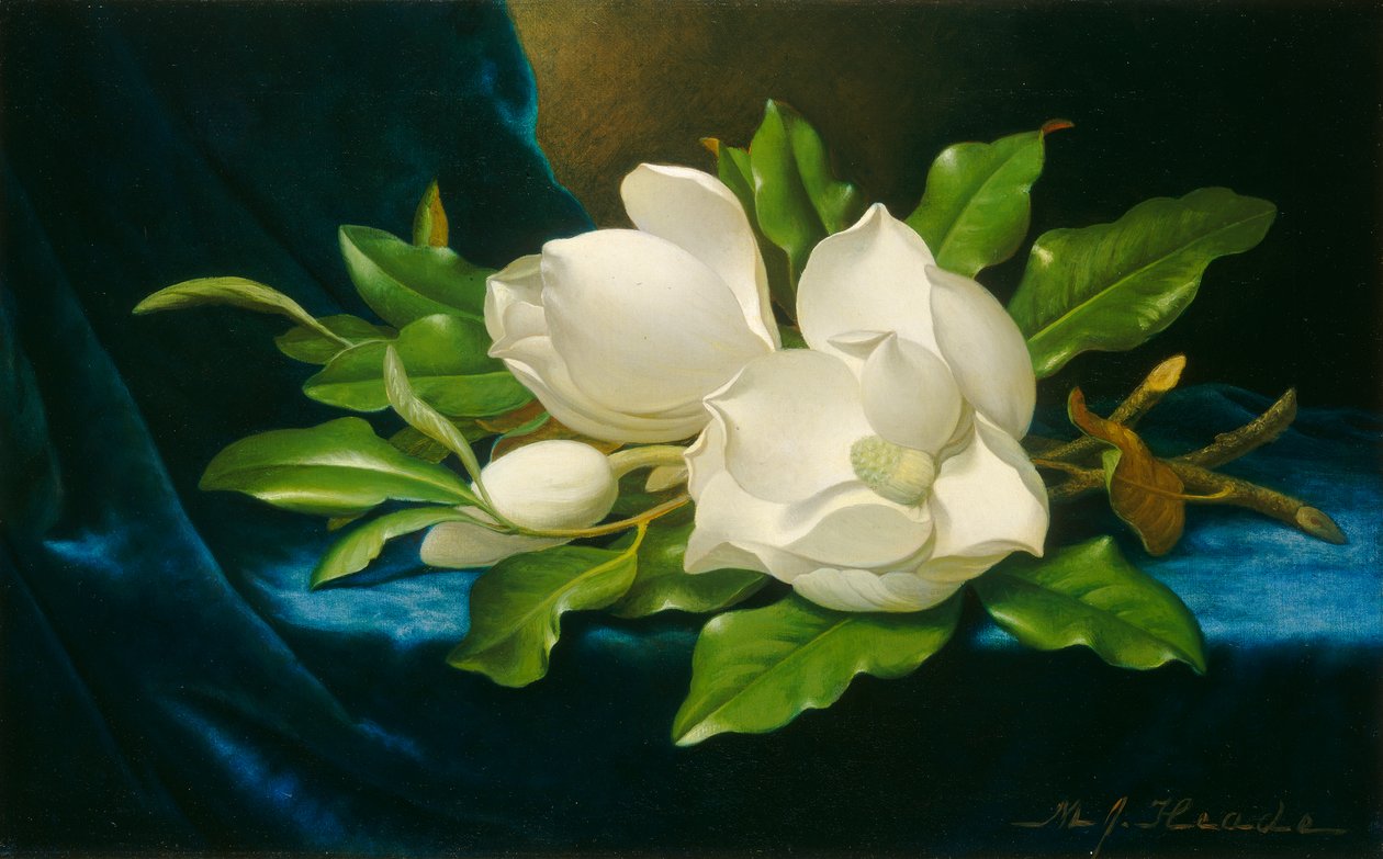 Óriás magnóliák kék bársonyszöveten, 1890 körül (olaj, vászon) alkotó: Martin Johnson Heade
