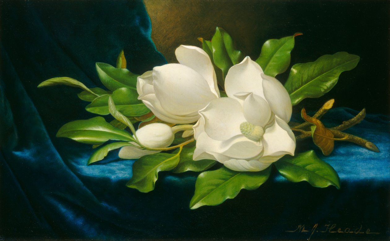 Óriás magnóliák kék bársonyruhán, c. 1890. alkotó: Martin Johnson Heade
