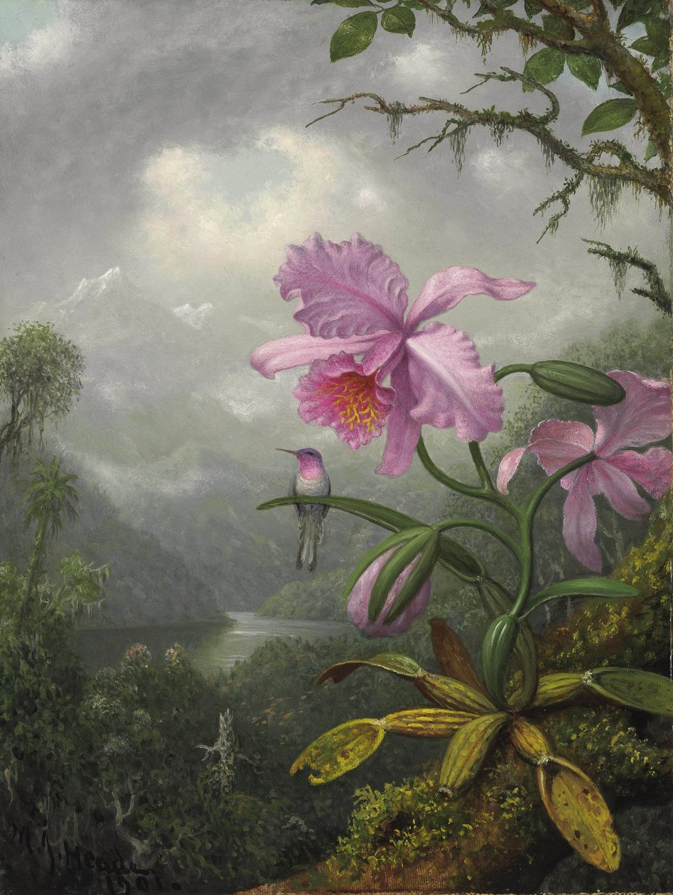 Kolibri ült az orchidea növényen alkotó: Martin Johnson Heade