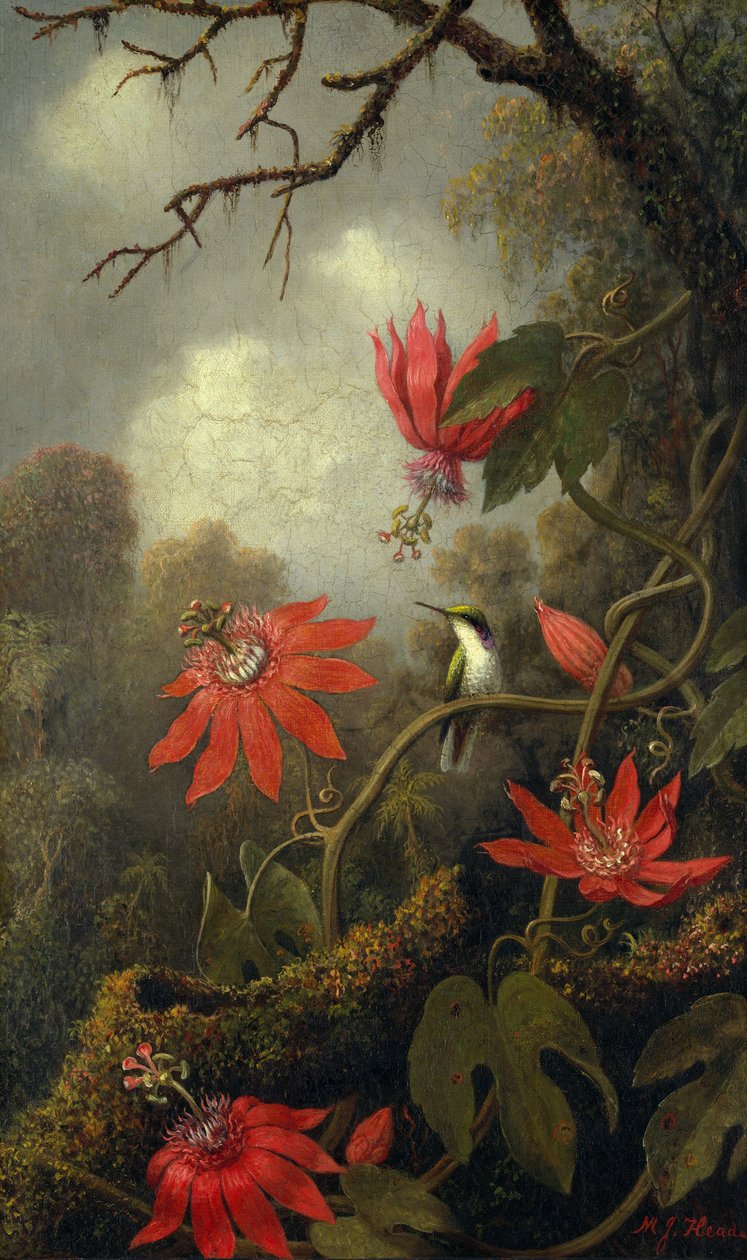 Kolibri és golgotavirág, 1875-85 körül alkotó: Martin Johnson Heade