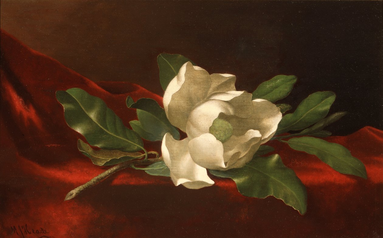 Magnólia, 1885-95 körül (olaj, vászon) alkotó: Martin Johnson Heade