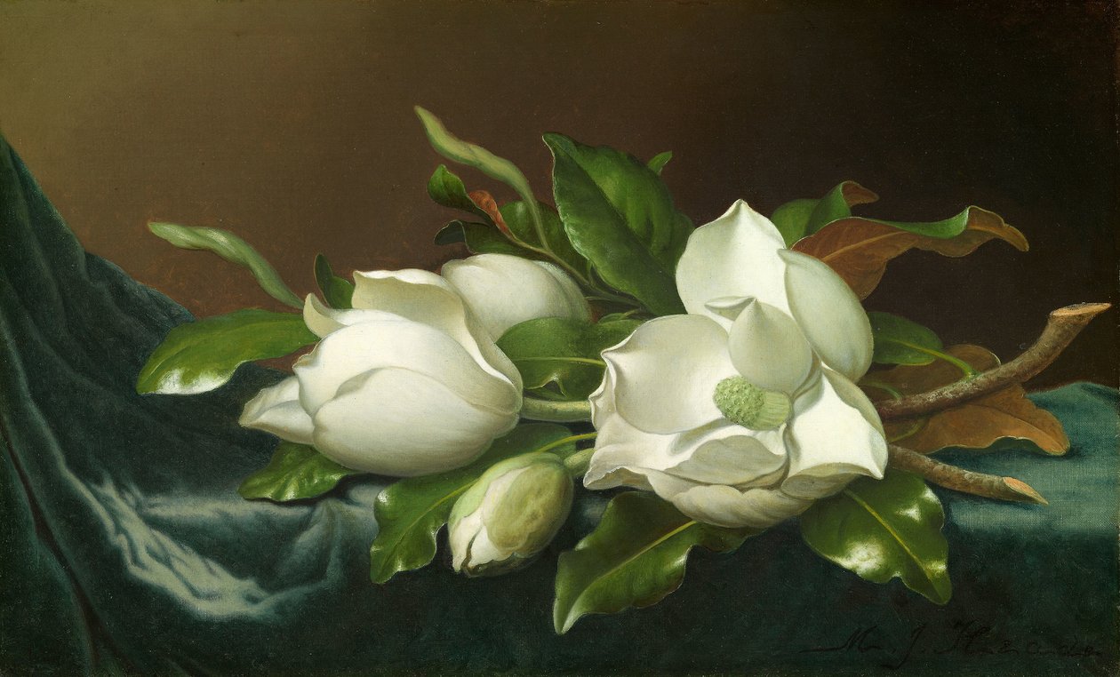 Magnóliák világoskék bársonyszöveten alkotó: Martin Johnson Heade
