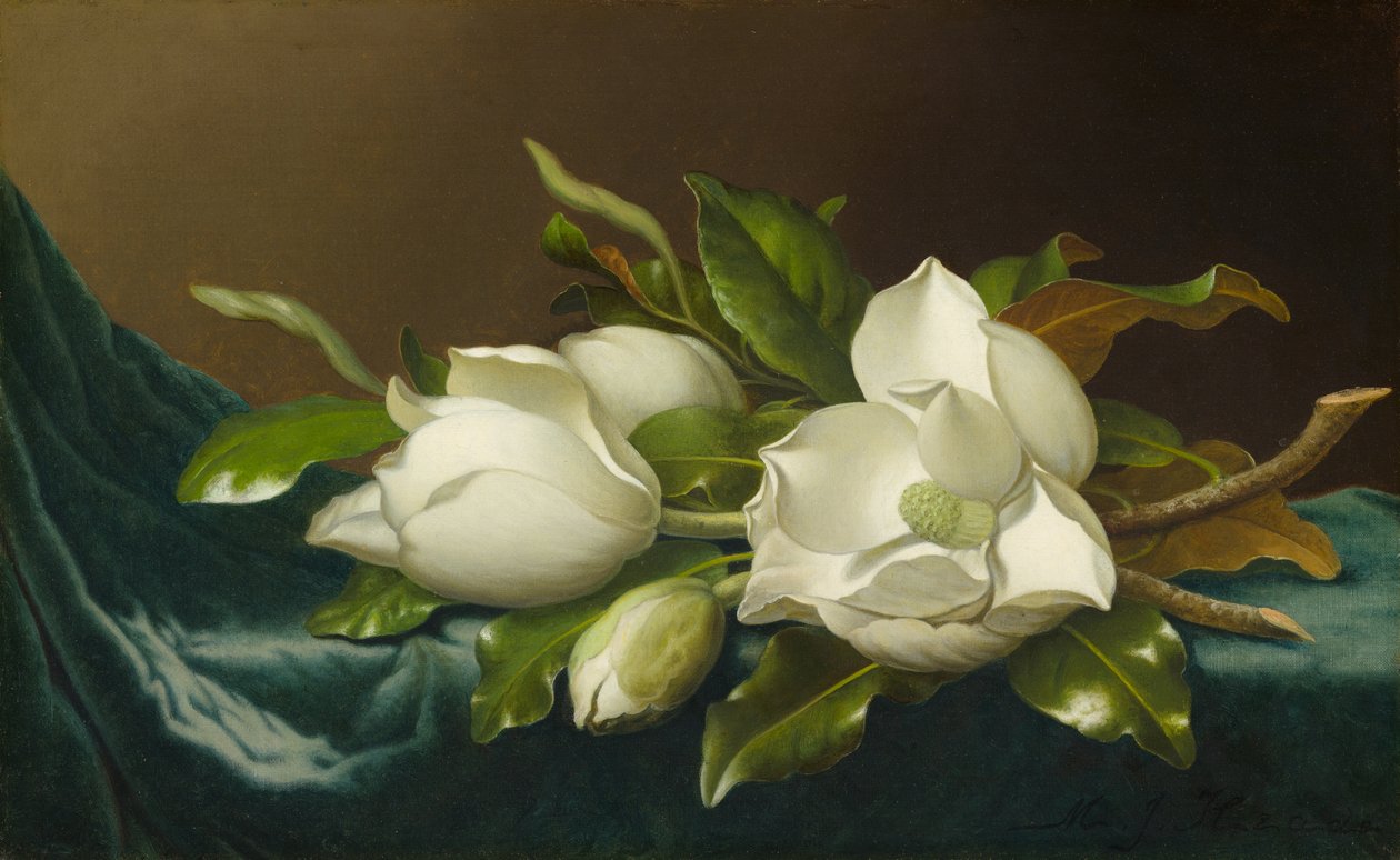 Magnóliák világoskék bársony ruhán alkotó: Martin Johnson Heade