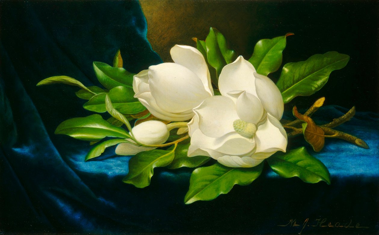 Magnóliák kék bársonyszöveten alkotó: Martin Johnson Heade