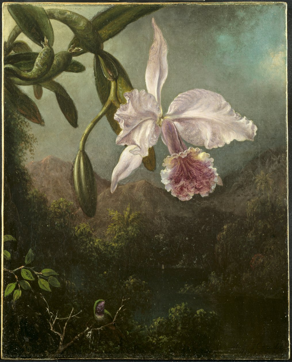 Orchidea virágok alkotó: Martin Johnson Heade