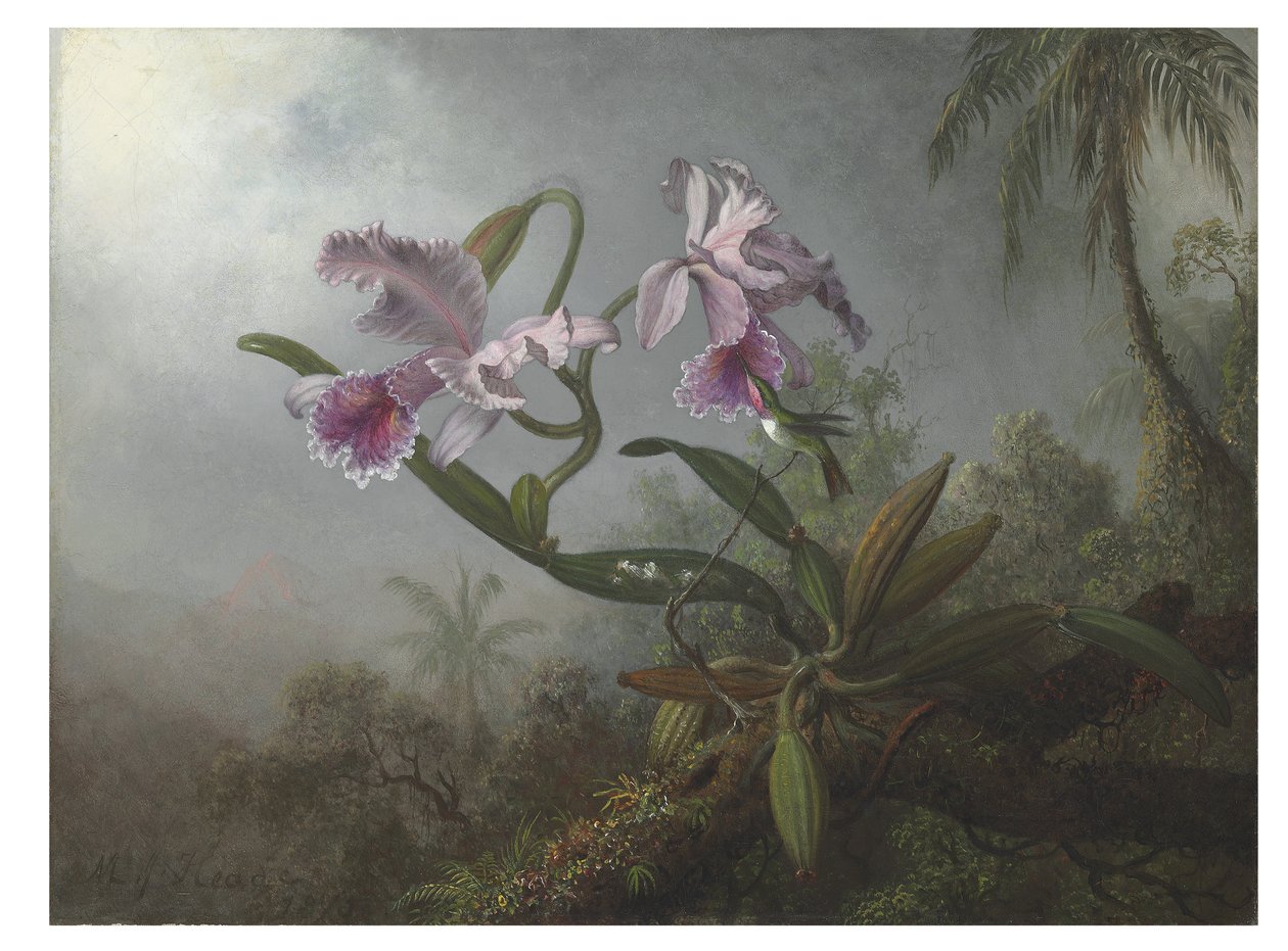 Rózsaszín orchideák és kolibri gallyon, 1875 alkotó: Martin Johnson Heade