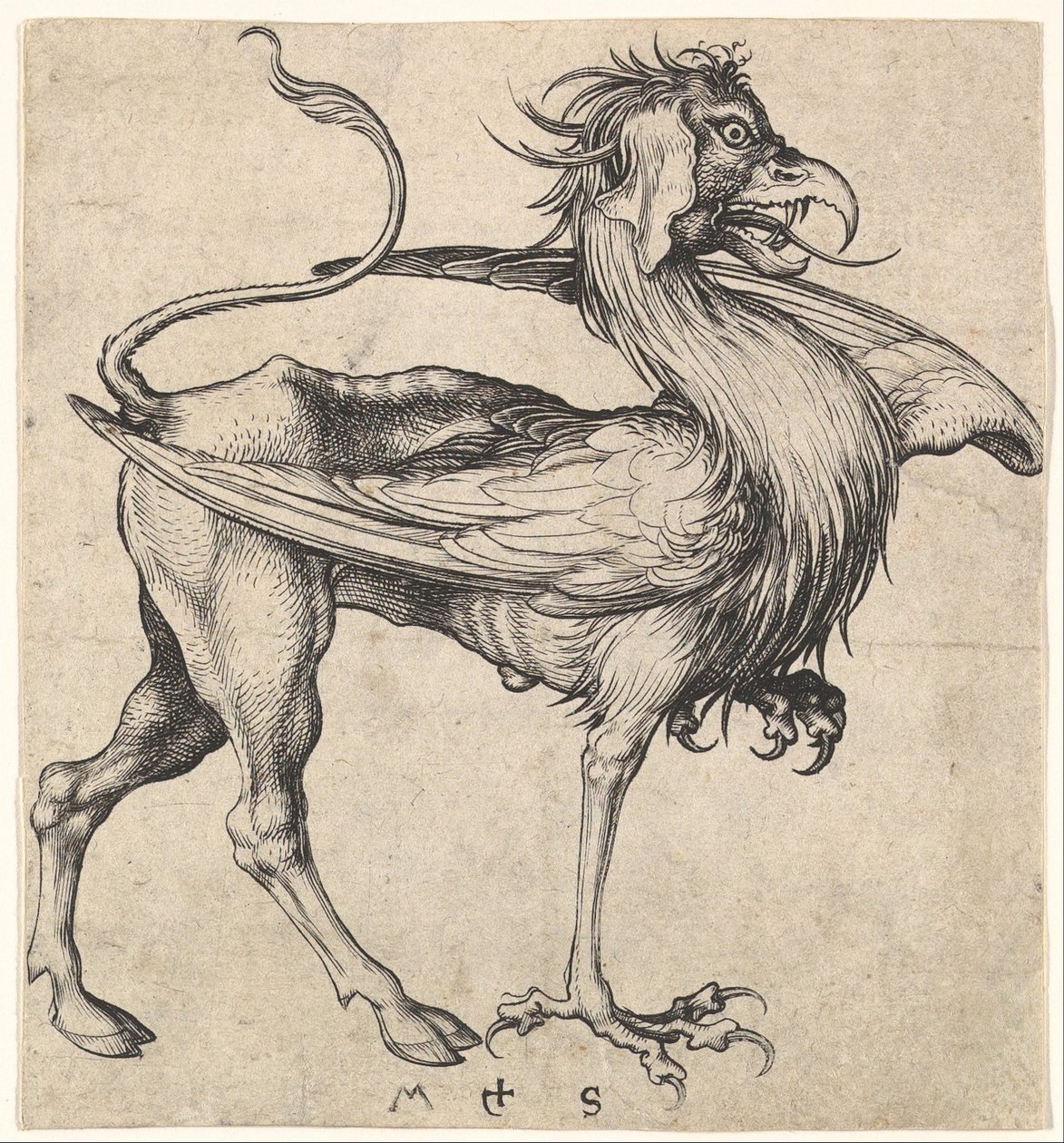 Griffin, kb. 1435-1491. alkotó: Martin Schongauer