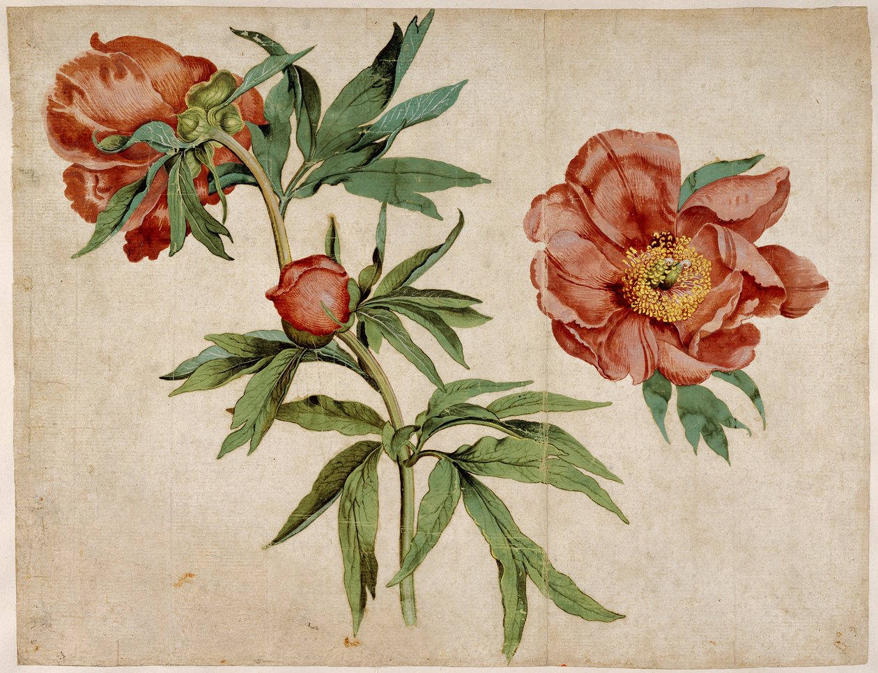 A bazsarózsa tanulmányozása alkotó: Martin Schongauer