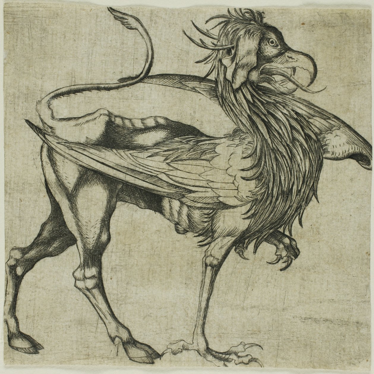 A Griffin alkotó: Martin Schongauer