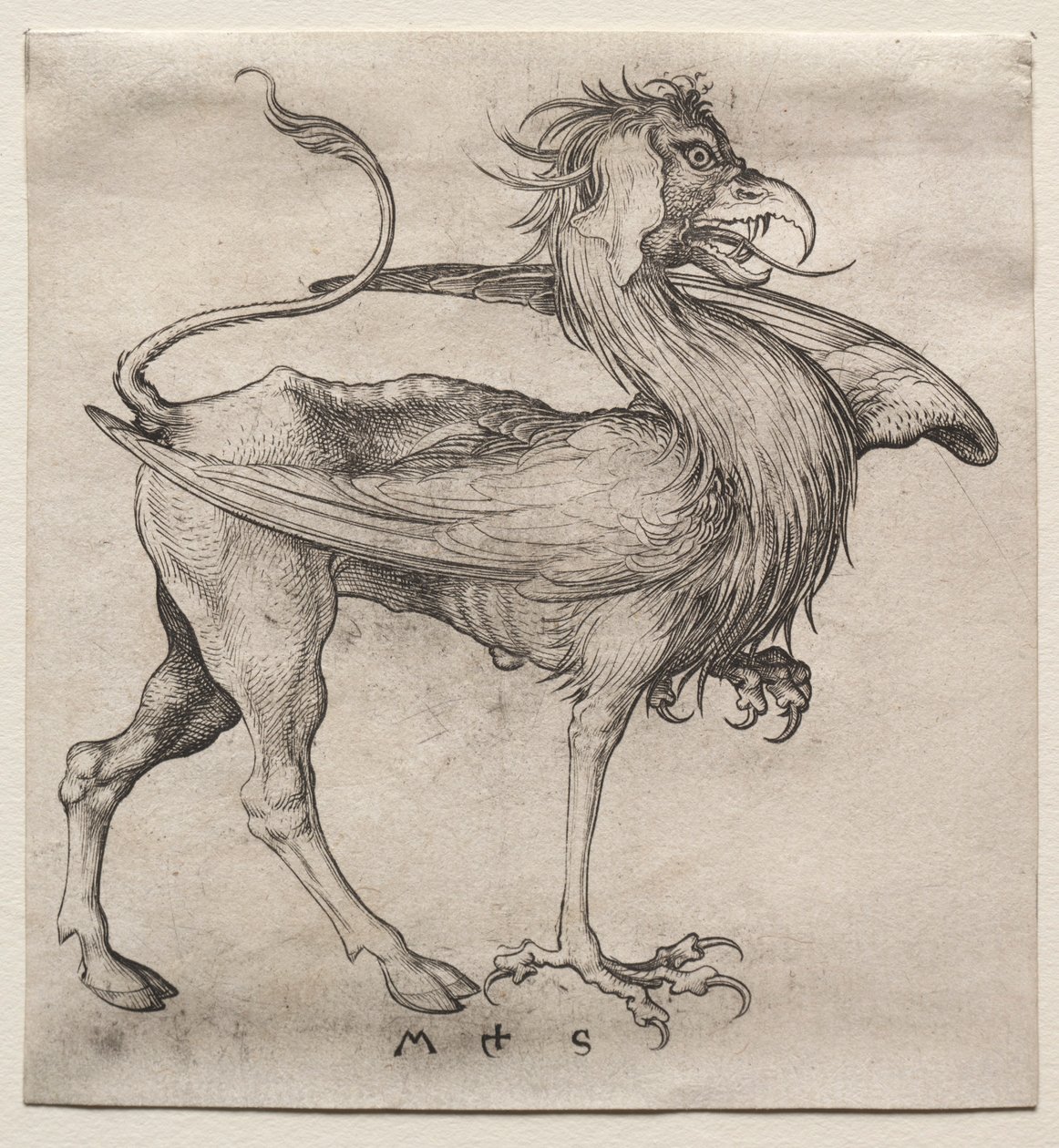 A griff, 1400-as évek. alkotó: Martin Schongauer