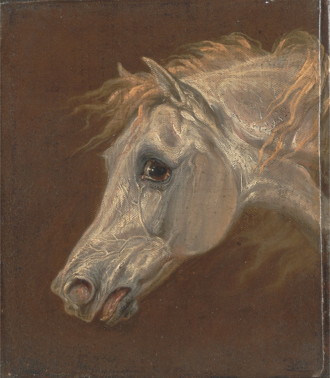 Egy szürke arab ló feje alkotó: Martin Theodore Ward