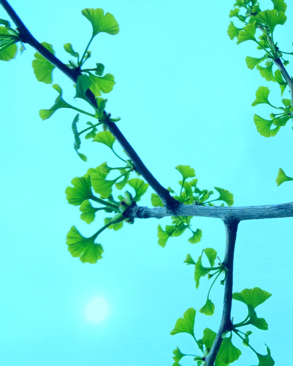 Gingko alkotó: Martina Konitzky