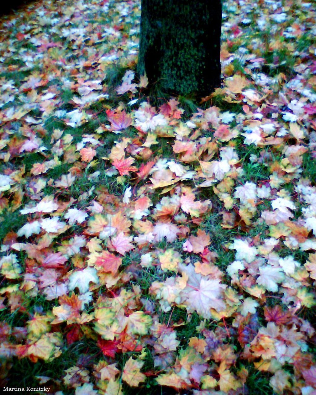 Herbst alkotó: Martina Konitzky