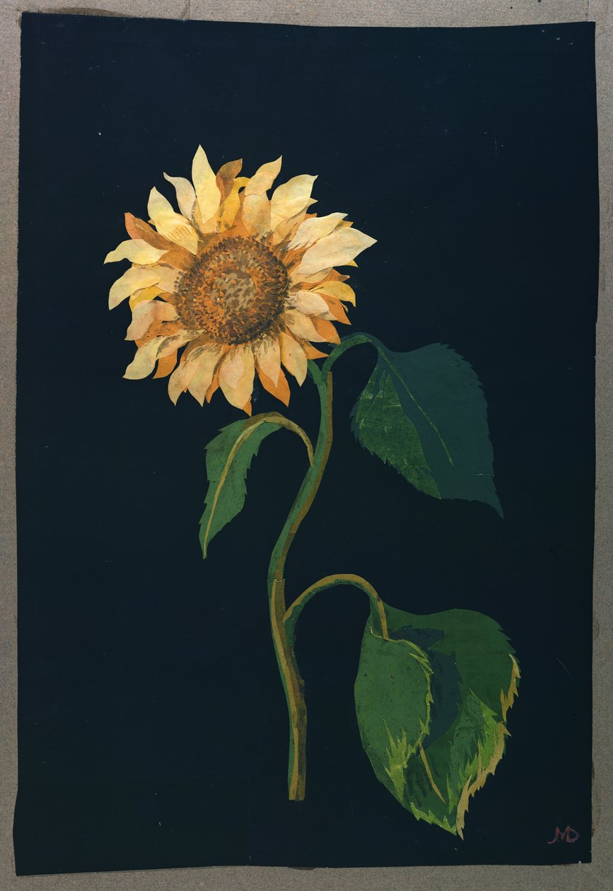 Napraforgó (papírkollázs) alkotó: Mary Granville Delany