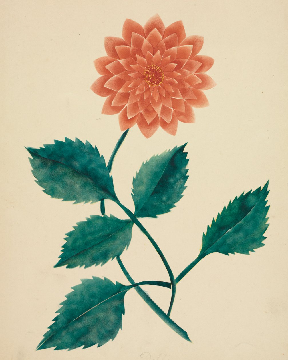 Dália. alkotó: Mary Altha Nims