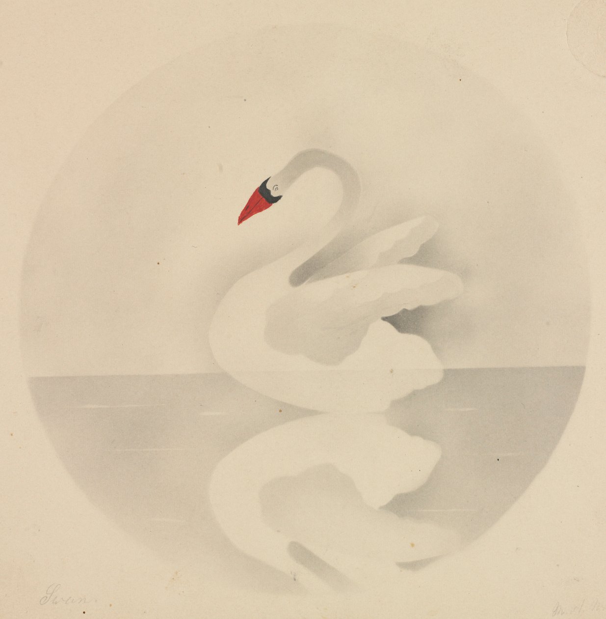 Hattyú. alkotó: Mary Altha Nims