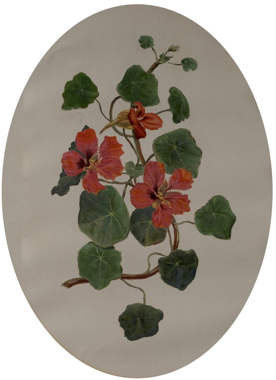 Nasturtiums, 1870 körül (olaj, papír) alkotó: Mary Dakeyne Townroe