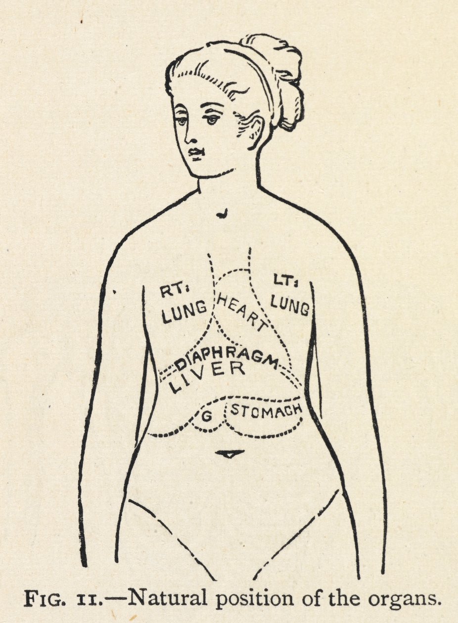 „A szervek természetes helyzete”. Egy nő néhány belső szervének egyszerű diagramja; A helyes testtartásról szóló fejezetben. alkotó: Mary Eliza Haweis