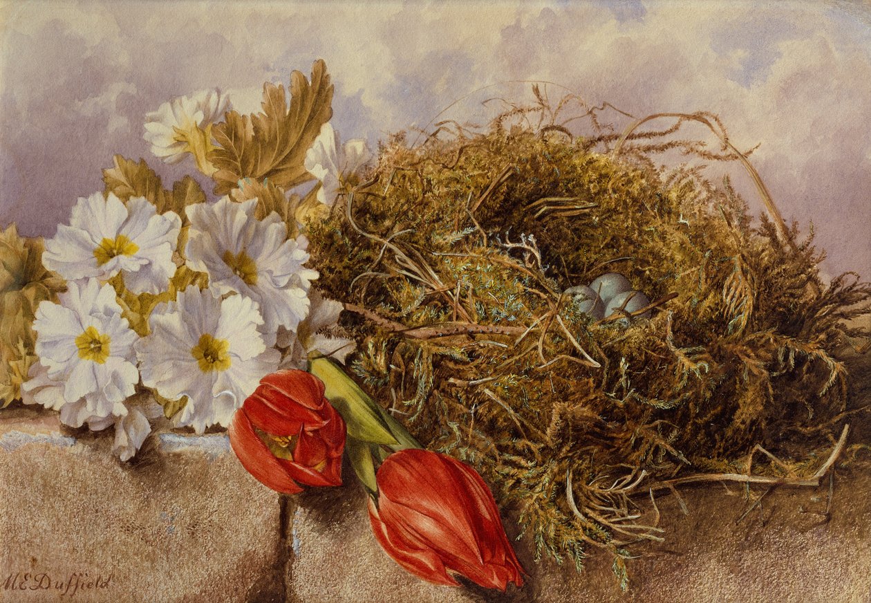 Virágzó tulipán csendélet és madárfészek a párkányon (ceruza és akvarell) alkotó: Mary Elizabeth Duffield