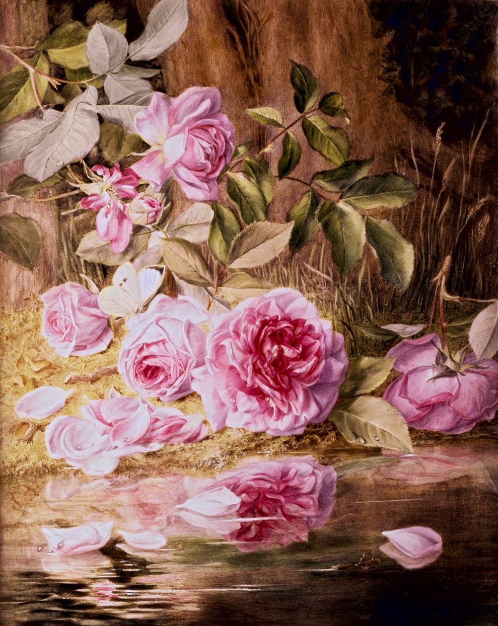 Blairie Roses (akvarell papíron) alkotó: Mary Elizabeth Duffield