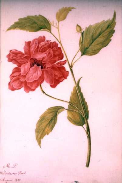 Bazsarózsa Stílusú Virág alkotó: Mary Granville (attr.) Delany