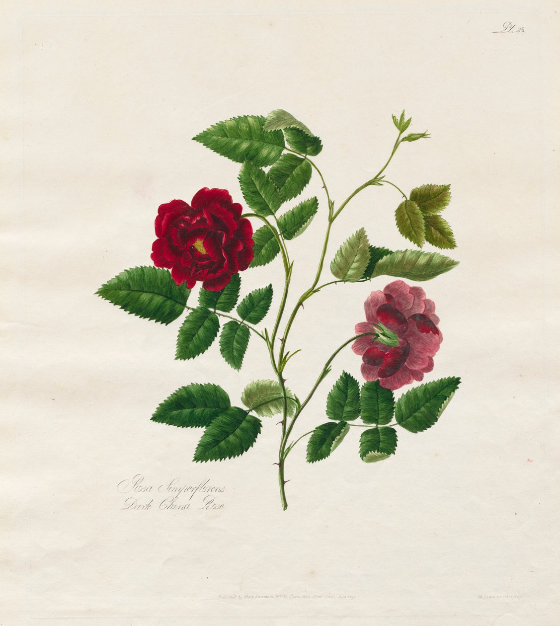 Rózsagyűjtemény a természetből: Sötét kínai rózsa, 1799. alkotó: Mary Lawrence