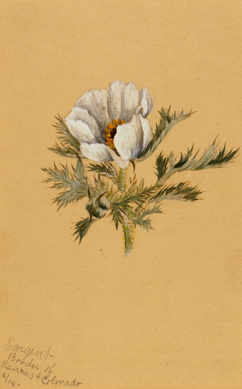 (Cím nélkül) (Virág tanulmány) alkotó: Mary Vaux Walcott