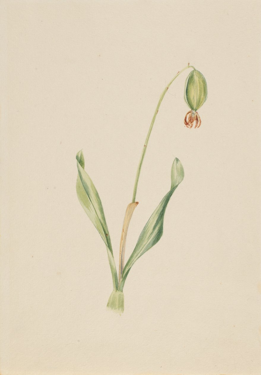 (Cím nélkül) (Növénytanulmány) alkotó: Mary Vaux Walcott