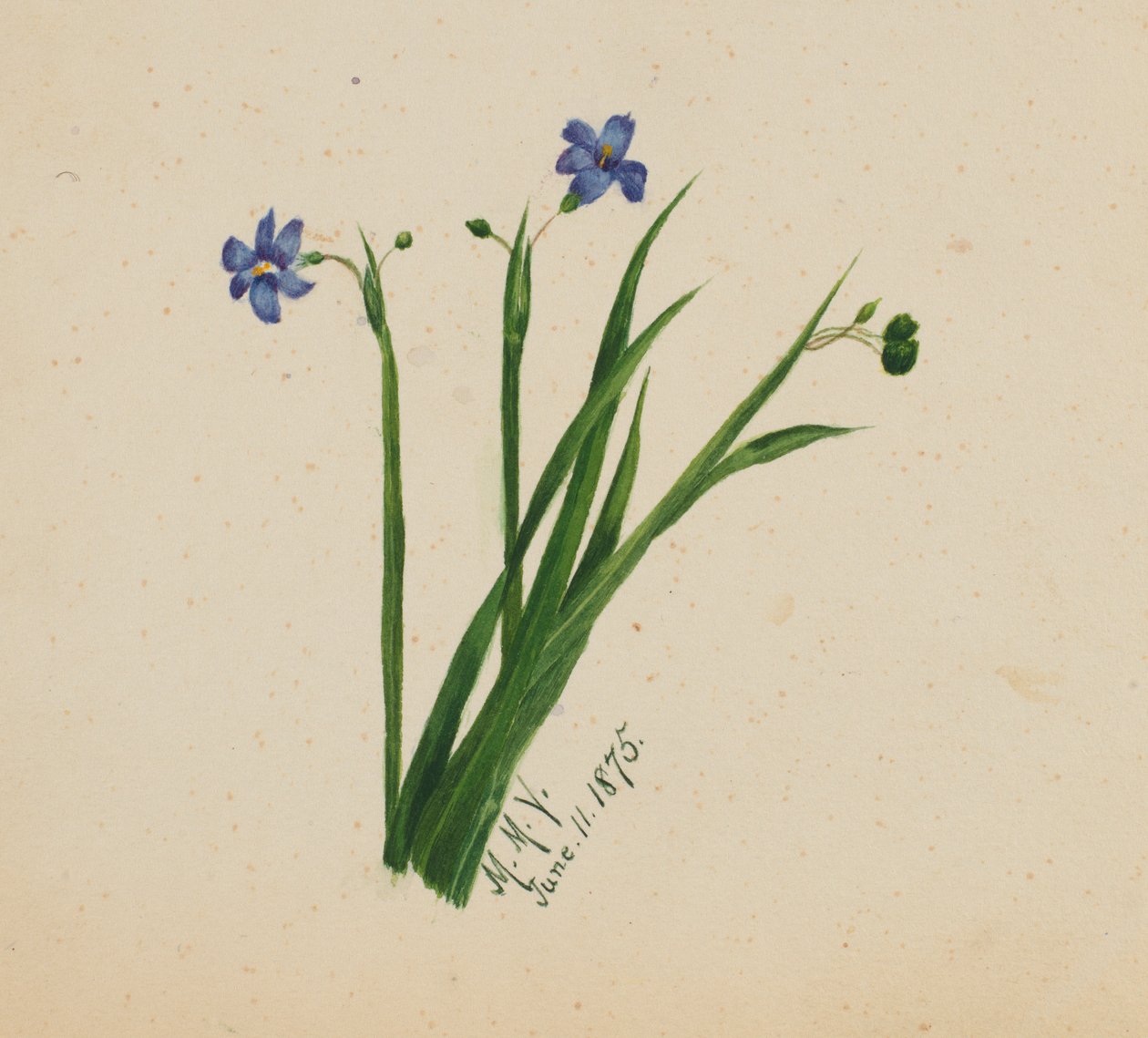 (Cím nélkül) alkotó: Mary Vaux Walcott