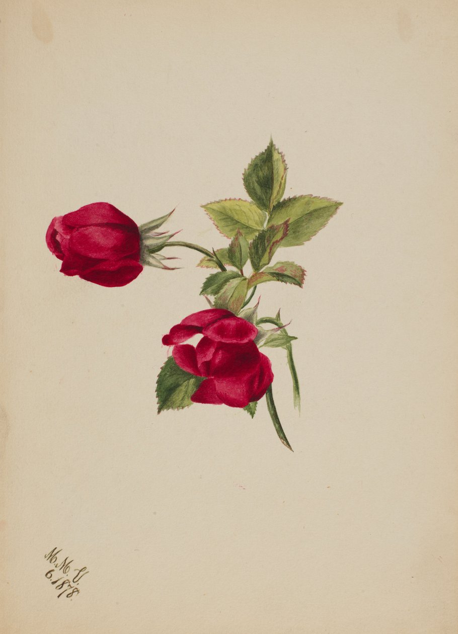 (Cím nélkül--Rózsa) alkotó: Mary Vaux Walcott