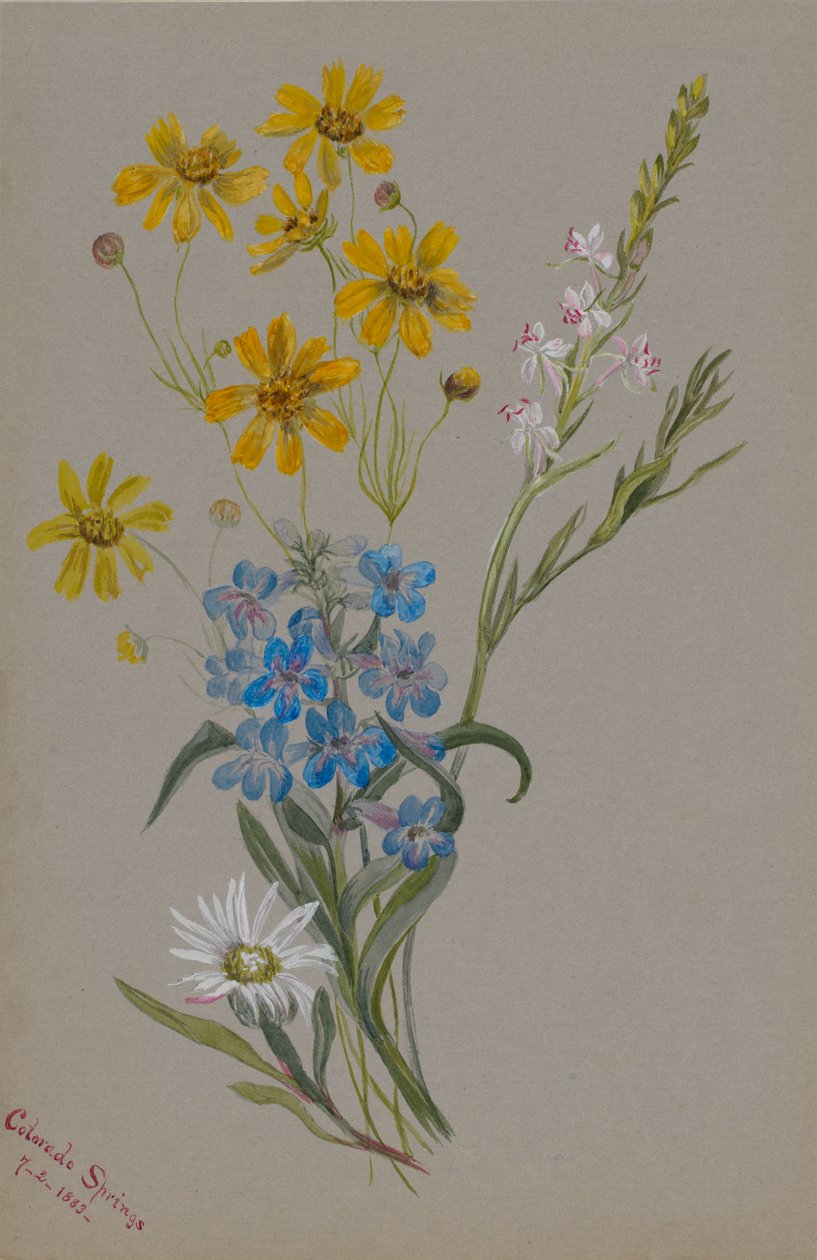 (Cím nélkül, virágcsoport) alkotó: Mary Vaux Walcott
