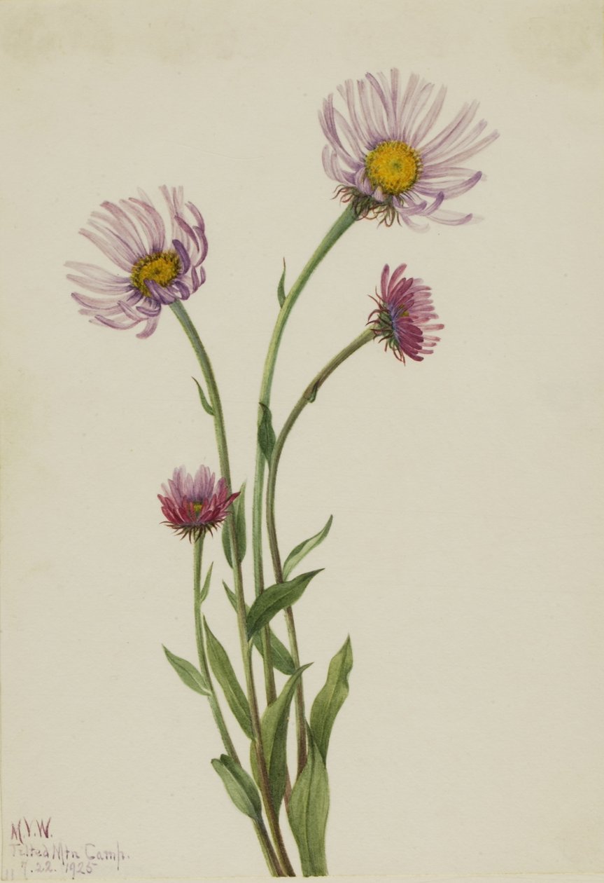 Alaszkai bolhaparéj (Erigeron salsuginosus) alkotó: Mary Vaux Walcott